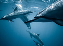 完美平台-@滕州足球爱好者 齐鲁超赛枣庄赛区球员试训选拔启动！